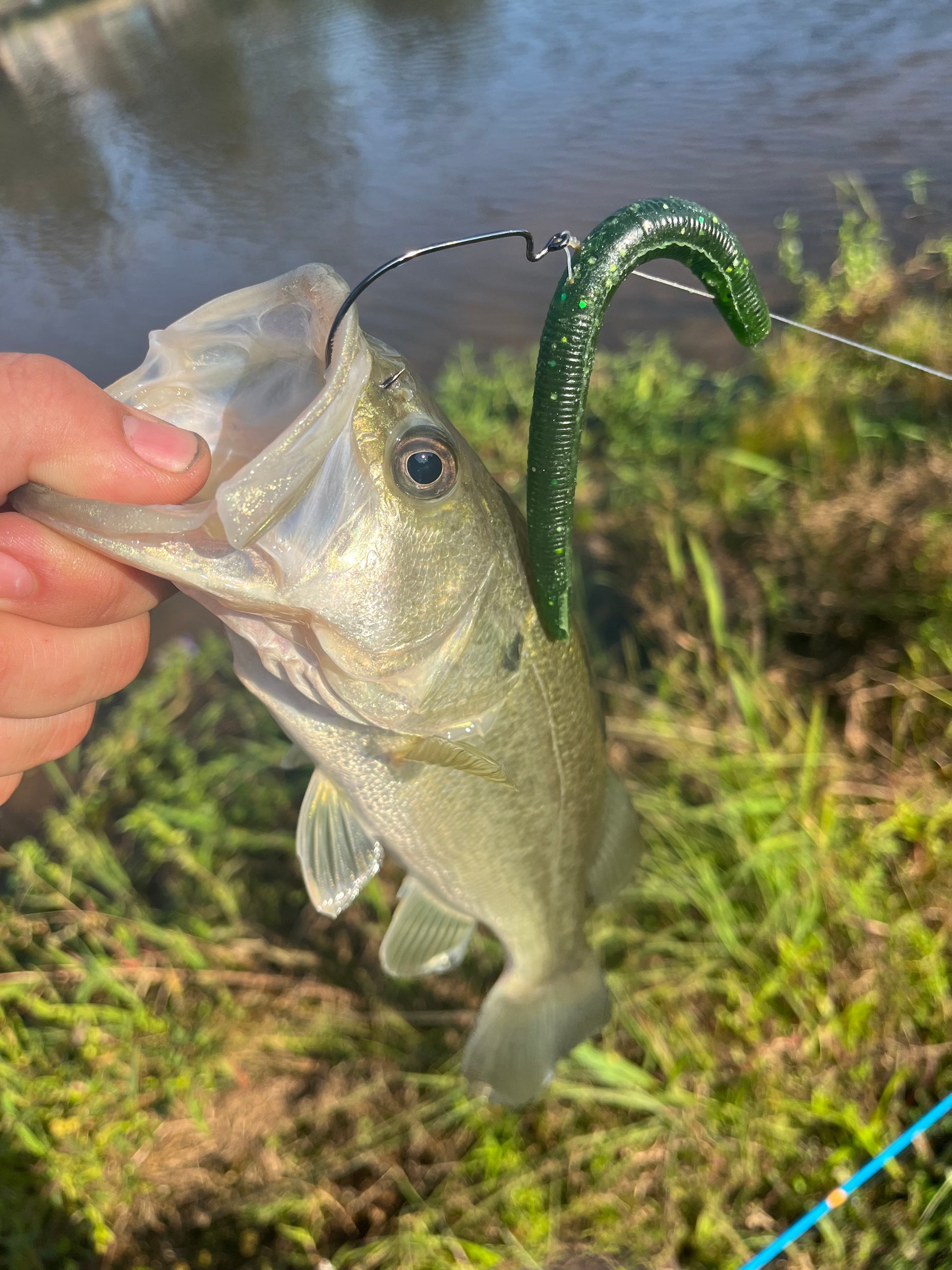 Quanto Impatta Un Sacchetto Di Plastica Abbandonato Nel Verde - Foto 2